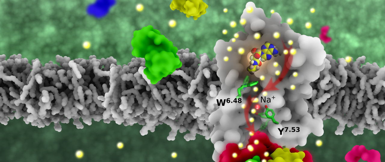 GPCR activation mechanism