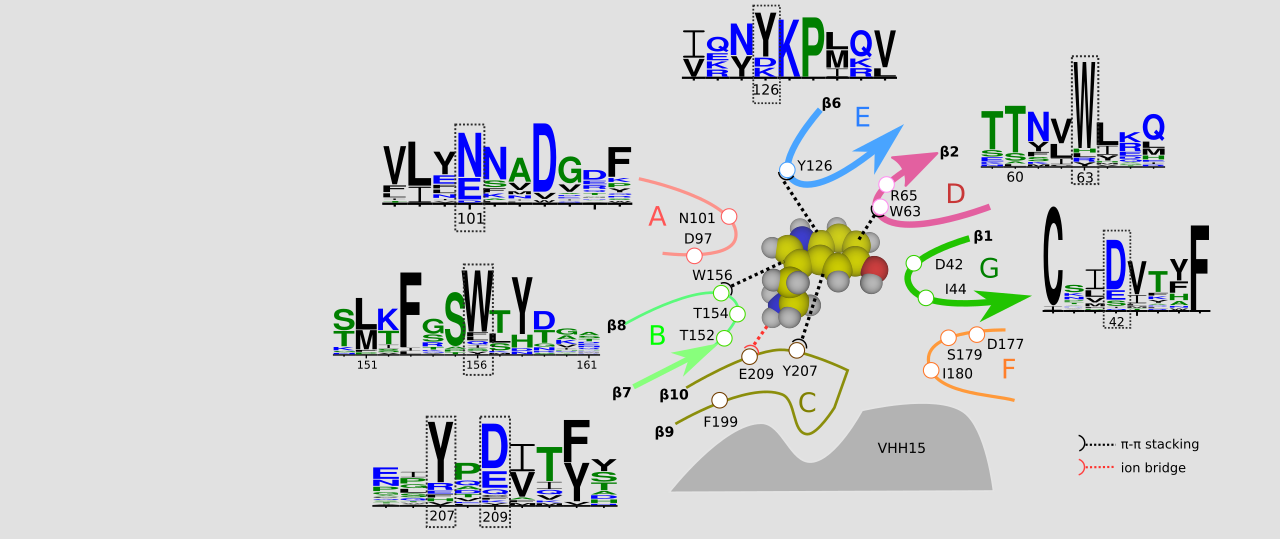 Protein-ligand interactions