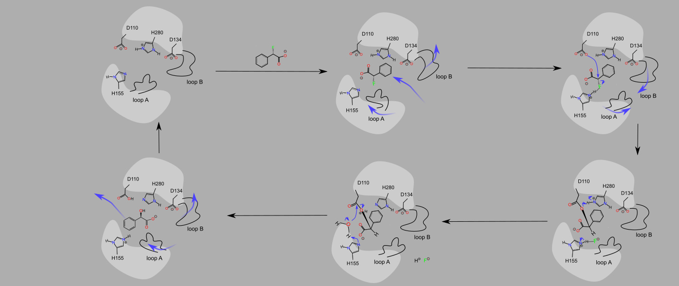 Enzyme catalysis